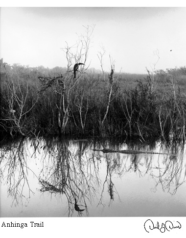 Anhinga Trail