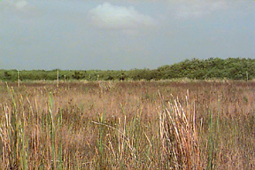 View of the HID restoration site