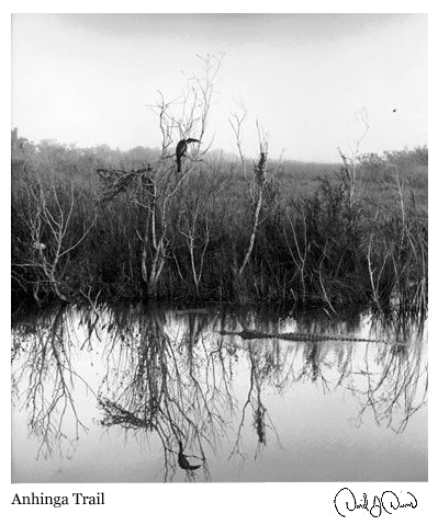 anhinga